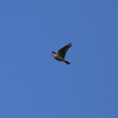 Alauda arvensis (Eurasian Skylark) at Jerrabomberra Wetlands - 15 Sep 2023 by RodDeb