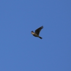 Alauda arvensis (Eurasian Skylark) at Kingston, ACT - 15 Sep 2023 by RodDeb