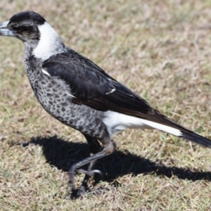 Gymnorhina tibicen at Wellington Point, QLD - 1 Sep 2023