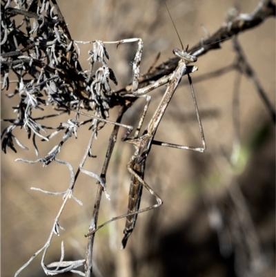 Unidentified Praying mantis (Mantodea) at Holt, ACT - 16 Sep 2023 by Margo