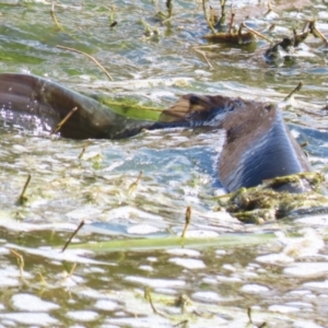 Cyprinus carpio at Fyshwick, ACT - 15 Sep 2023