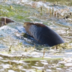 Cyprinus carpio at Fyshwick, ACT - 15 Sep 2023