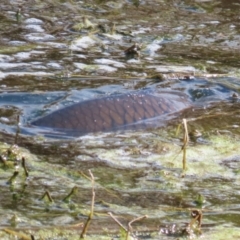 Cyprinus carpio at Fyshwick, ACT - 15 Sep 2023