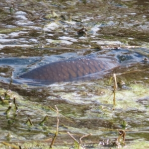 Cyprinus carpio at Fyshwick, ACT - 15 Sep 2023