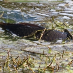 Cyprinus carpio at Fyshwick, ACT - 15 Sep 2023