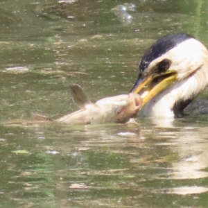 Cyprinus carpio at Fyshwick, ACT - 15 Sep 2023