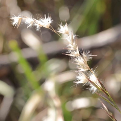 Rytidosperma sp. (Wallaby Grass) at Bruce, ACT - 16 Sep 2023 by ConBoekel