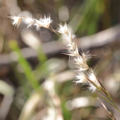 Rytidosperma sp. (Wallaby Grass) at Bruce, ACT - 16 Sep 2023 by ConBoekel