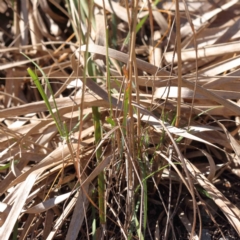 Rytidosperma sp. at Bruce, ACT - 16 Sep 2023