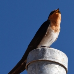 Hirundo neoxena (Welcome Swallow) at Wellington Point, QLD - 1 Sep 2023 by PJH123