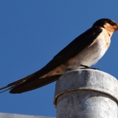 Hirundo neoxena at Wellington Point, QLD - 1 Sep 2023 10:24 AM