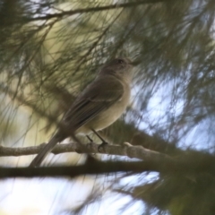 Pachycephala pectoralis (Golden Whistler) at Fyshwick, ACT - 15 Sep 2023 by RodDeb