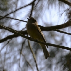 Pachycephala pectoralis at Fyshwick, ACT - 15 Sep 2023