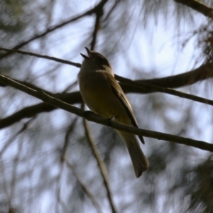 Pachycephala pectoralis at Fyshwick, ACT - 15 Sep 2023