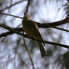 Pachycephala pectoralis at Fyshwick, ACT - 15 Sep 2023