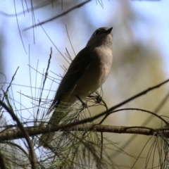 Pachycephala pectoralis at Fyshwick, ACT - 15 Sep 2023