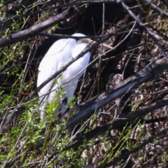 Ardea alba (Great Egret) at Fyshwick, ACT - 15 Sep 2023 by RodDeb