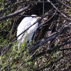 Ardea alba at Fyshwick, ACT - 15 Sep 2023