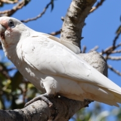 Cacatua tenuirostris X sanguinea (Long-billed X Little Corella (Hybrid)) at Wellington Point, QLD - 1 Sep 2023 by PJH123