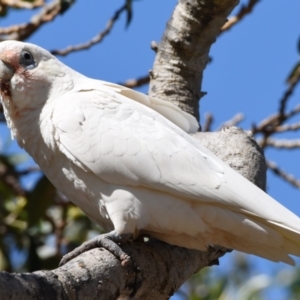 Cacatua tenuirostris X sanguinea at Wellington Point, QLD - 1 Sep 2023 10:45 AM