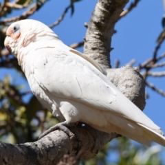 Cacatua tenuirostris X sanguinea at Wellington Point, QLD - 1 Sep 2023 10:45 AM