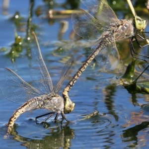 Anax papuensis at Fyshwick, ACT - 15 Sep 2023