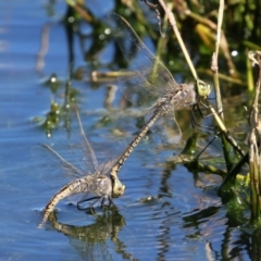 Anax papuensis at Fyshwick, ACT - 15 Sep 2023