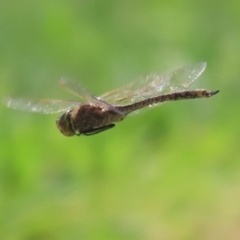 Anax papuensis at Fyshwick, ACT - 15 Sep 2023