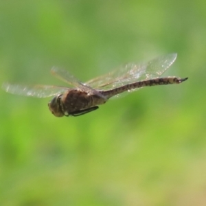 Anax papuensis at Fyshwick, ACT - 15 Sep 2023 12:43 PM