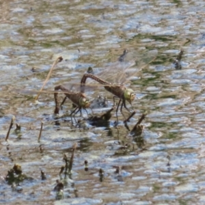 Anax papuensis at Fyshwick, ACT - 15 Sep 2023