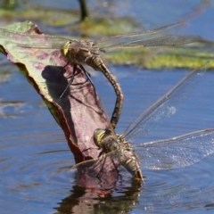 Anax papuensis at Fyshwick, ACT - 15 Sep 2023