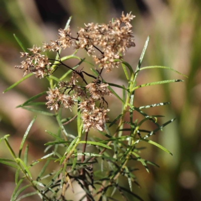 Cassinia quinquefaria (Rosemary Cassinia) at Bruce, ACT - 16 Sep 2023 by ConBoekel