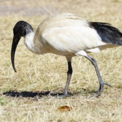 Threskiornis molucca (Australian White Ibis) at Wellington Point, QLD - 1 Sep 2023 by PJH123