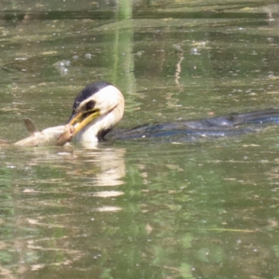 Microcarbo melanoleucos (Little Pied Cormorant) at Fyshwick, ACT - 15 Sep 2023 by RodDeb