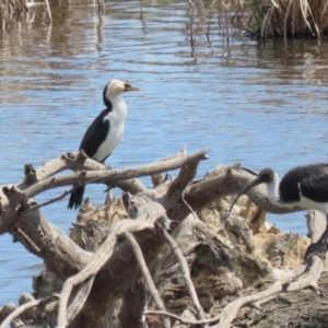 Microcarbo melanoleucos at Fyshwick, ACT - 15 Sep 2023