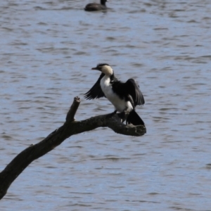 Microcarbo melanoleucos at Fyshwick, ACT - 15 Sep 2023