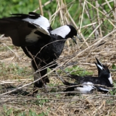 Gymnorhina tibicen (Australian Magpie) at Jerrabomberra Wetlands - 15 Sep 2023 by RodDeb