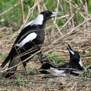 Gymnorhina tibicen at Fyshwick, ACT - 15 Sep 2023