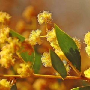 Acacia buxifolia subsp. buxifolia at Bruce, ACT - 16 Sep 2023 10:15 AM