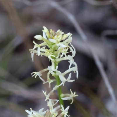 Stackhousia monogyna (Creamy Candles) at Bruce Ridge to Gossan Hill - 16 Sep 2023 by ConBoekel