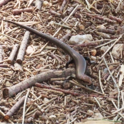 Lampropholis delicata (Delicate Skink) at Jerrabomberra Wetlands - 15 Sep 2023 by RodDeb