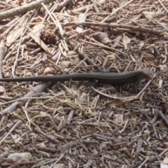 Lampropholis delicata at Fyshwick, ACT - 15 Sep 2023 02:15 PM