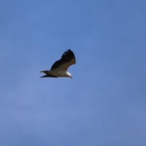 Haliaeetus leucogaster at Fyshwick, ACT - 15 Sep 2023