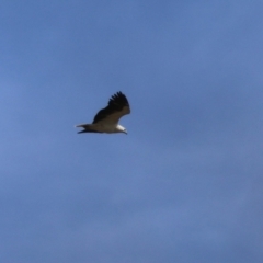 Haliaeetus leucogaster at Fyshwick, ACT - 15 Sep 2023