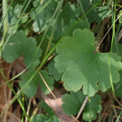 Hydrocotyle laxiflora (Stinking Pennywort) at Bruce, ACT - 16 Sep 2023 by ConBoekel