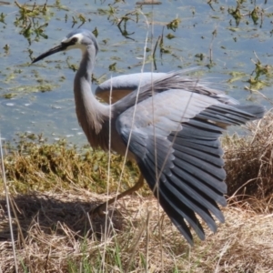 Egretta novaehollandiae at Fyshwick, ACT - 15 Sep 2023 01:41 PM