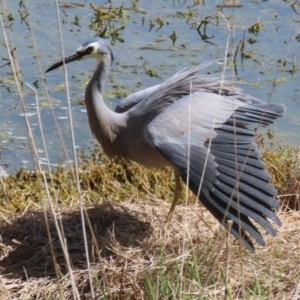 Egretta novaehollandiae at Fyshwick, ACT - 15 Sep 2023 01:41 PM