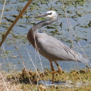 Egretta novaehollandiae at Fyshwick, ACT - 15 Sep 2023