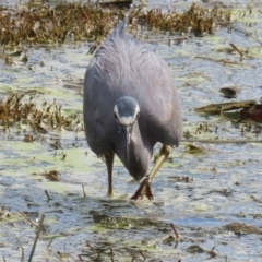 Egretta novaehollandiae at Fyshwick, ACT - 15 Sep 2023