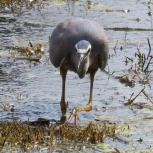 Egretta novaehollandiae at Fyshwick, ACT - 15 Sep 2023 01:41 PM